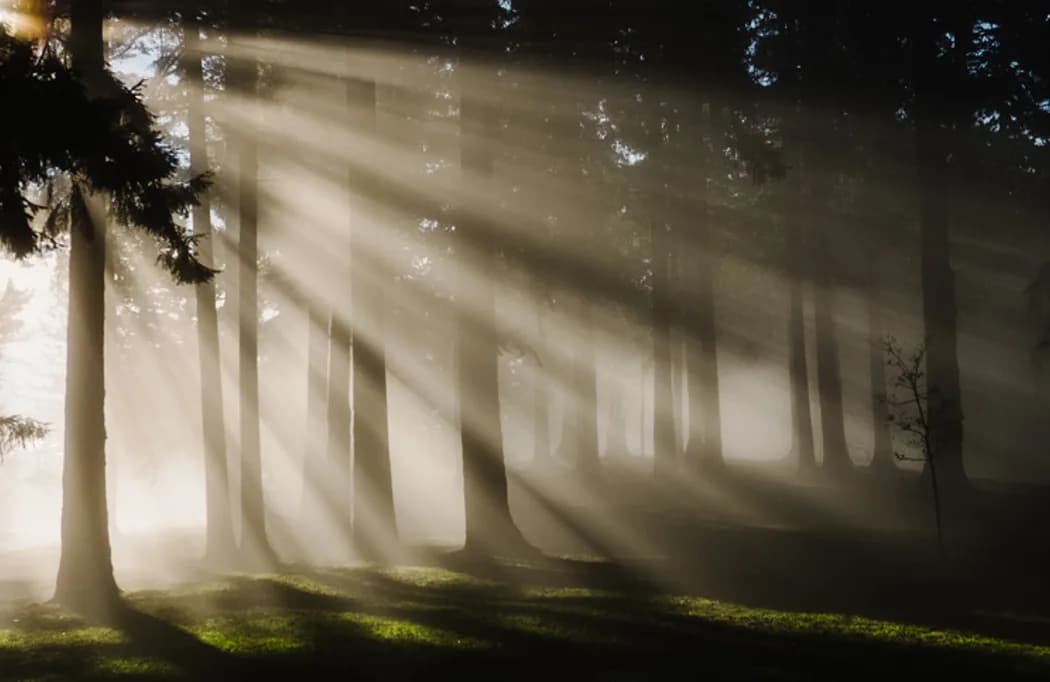 Skog och natur som symbol för Bygmas miljöarbete